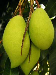 badami-mango